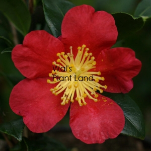 CAMELLIA YULETIDE