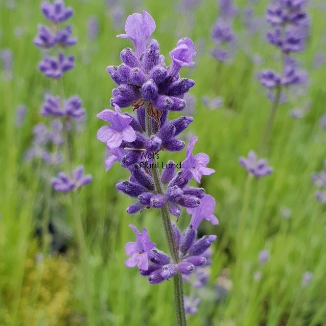 Lavender 'Munstead