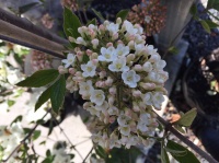 VIBURNUM BURKWOODII