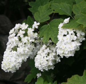 HYDRANGEA quercifolia SNOWFLAKE