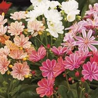 LEWISIA ELISE STRAIN MIX