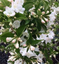 WEIGELA FLORIDA SNOWFLAKE