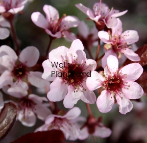 PRUNUS THUNDERCLOUD