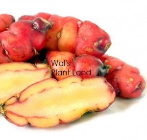 YAM SEEDS RED 200G