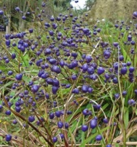 DIANELLA NIGRA BLUEBERRY