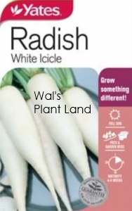 RADISH LONG WHITE ICICLE SEED PACKET