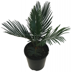 CYCAS REVOLUTA