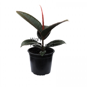 FICUS ROBUSTA