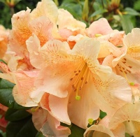 RHODODENDRON OLIN O DOBBS