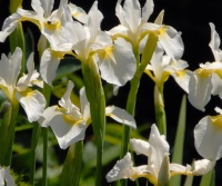 IRIS SETOSA CANADENSIS