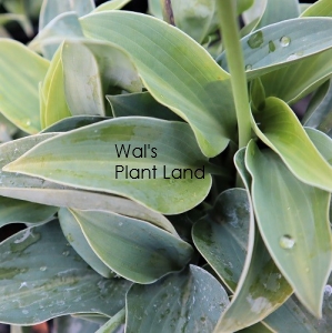 HOSTA WAGTAIL