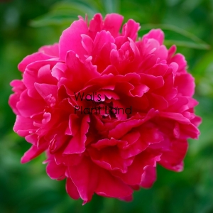 PAEONIA KANSAS ( PEONY )