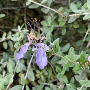 TEUCRIUM FRUTICANS