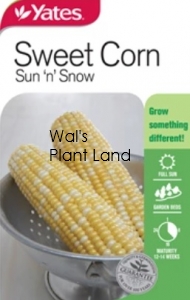 SWEETCORN SUN AND SNOW SEED PACKET