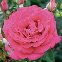 ROSE BUSH SMART CHOICE HT