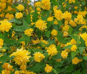 KERRIA JAPONICA PENIFLORA