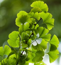 GINKGO LITTLE WEEPER-