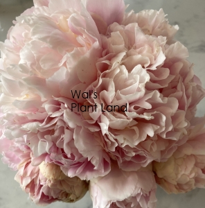 PAEONIA FAIRY'S PETTICOAT (PEONY)