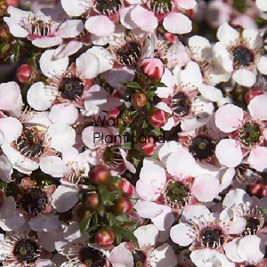 LEPTOSPERMUM NANA TUI