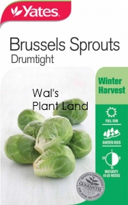 BRUSSEL SPROUTS DRUMTIGHT SEED PACKET