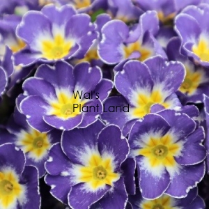 PRIMULA NOVELTY BLUE/WHITE