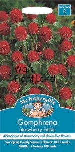 GOMPHRENA STRAWBERRY FIELDS SEED PACKET