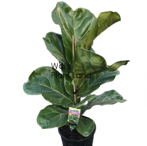 FICUS LYRATA