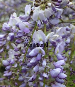 WISTERIA BLUE SAPPHIRE