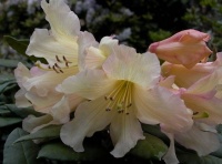 RHODODENDRON BUTTER MINT