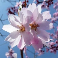 PRUNUS AUTUMNALIS ROSEA 1.8m STD