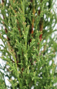 CUPRESSUS SEM TOTEM