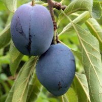 PLUM PRUNE ITALIAN