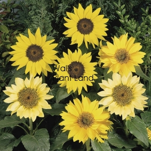 SUNFLOWER PACINO DWARF MIX