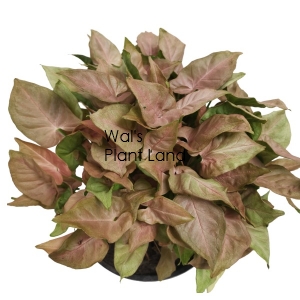 SYNGONIUM PINK ARROW