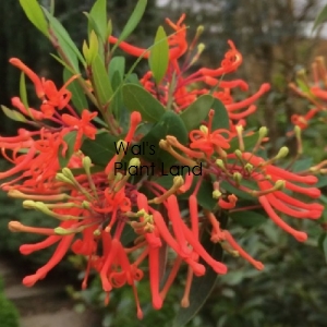 EMBOTHRIUM COCC. LANCEOLATUM