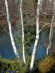 BETULA UTILIS WHITE SPIRE