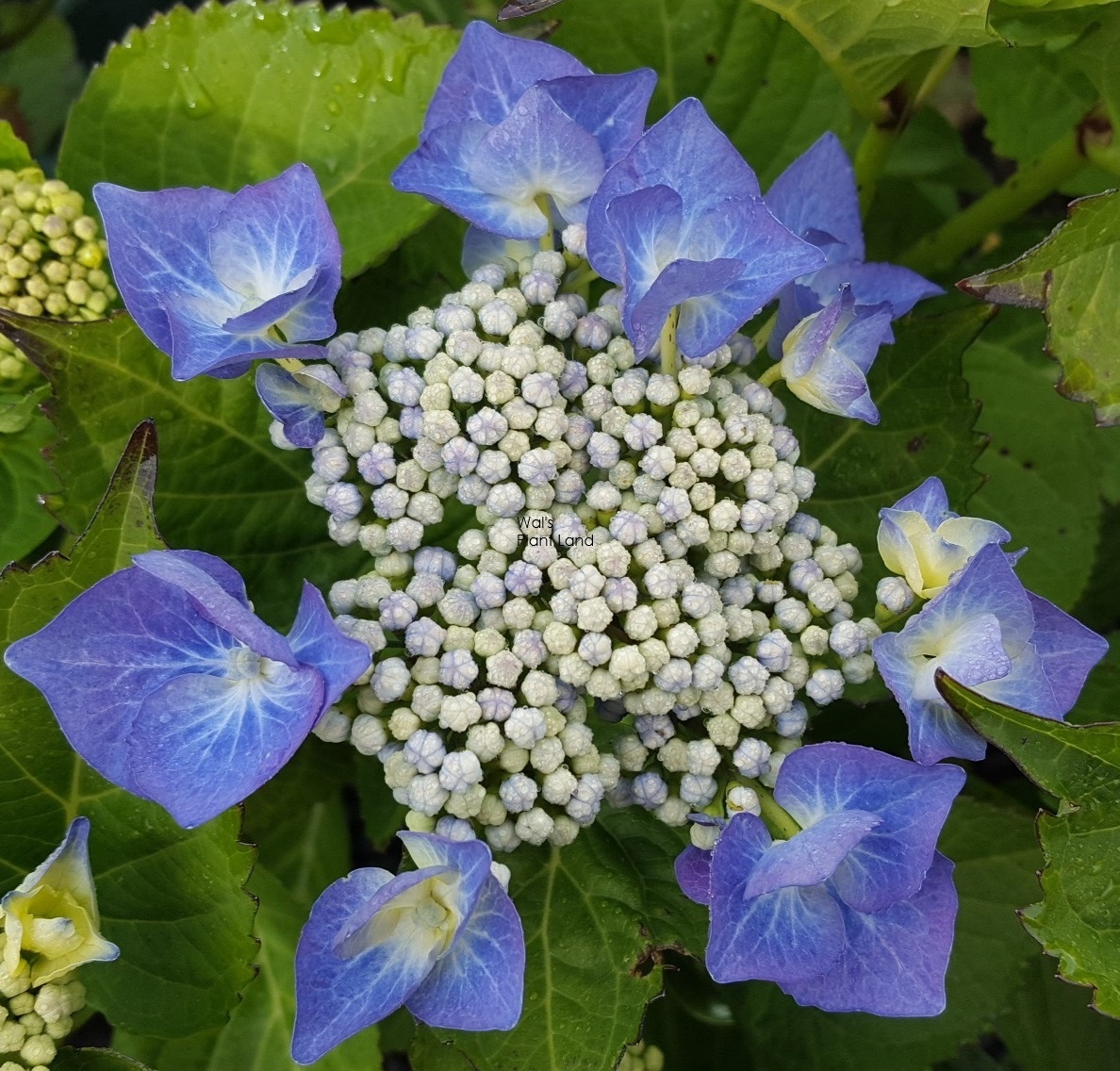 HYDRANGEA BLUEBERRIES & CREAM [HYDBLUCRE2.5] - $22.99 : Wals Plant Land ...