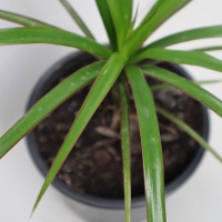 DRACAENA MARGINATA