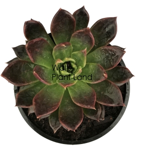 ECHEVERIA BLACK PRINCE