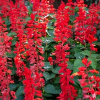 SALVIA RED (DWARF)