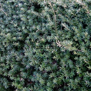 PODOCARPUS MATAPOURI BLUE