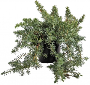 JUNIPER TAXIFOLIA LUTCHUENSIS