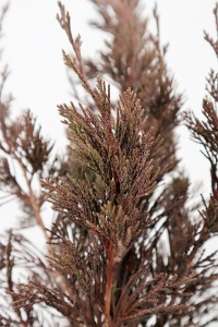 JUNIPERUS CHINENSIS SPARTAN