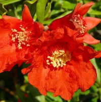 PUNICA GRANATUM 'FLORE PLENO' (POMEGRANATE)