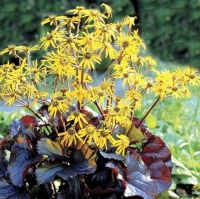 LIGULARIA MIDNIGHT LADY