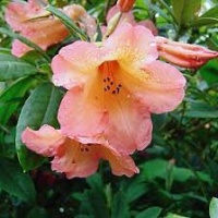 RHODODENDRON OLIN O DOBBS