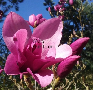 MAGNOLIA MARGARET HELEN