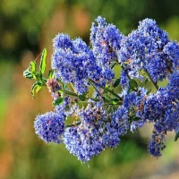 CEANOTHUS IMPRESSUS