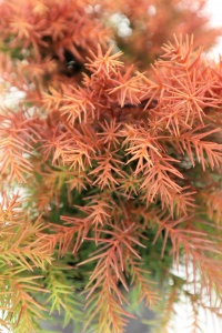 CRYPTOMERIA JAP MONSTROSA NANA