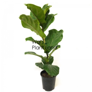 FICUS LYRATA (Fiddle Leaf Fig)